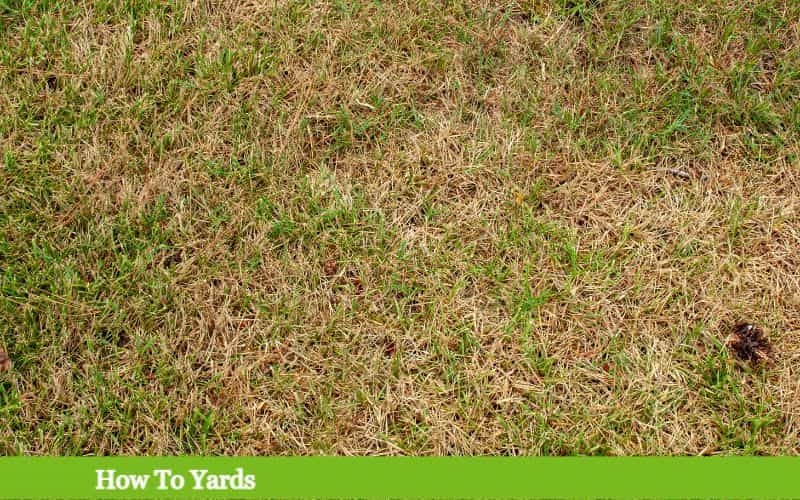 what-does-dead-grass-look-like-how-to-yards