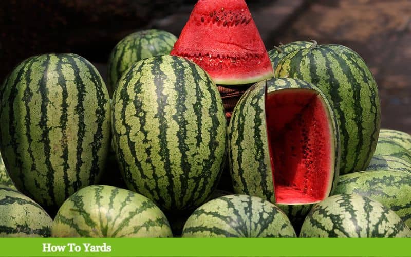 How Much Does the Average Watermelon Weigh