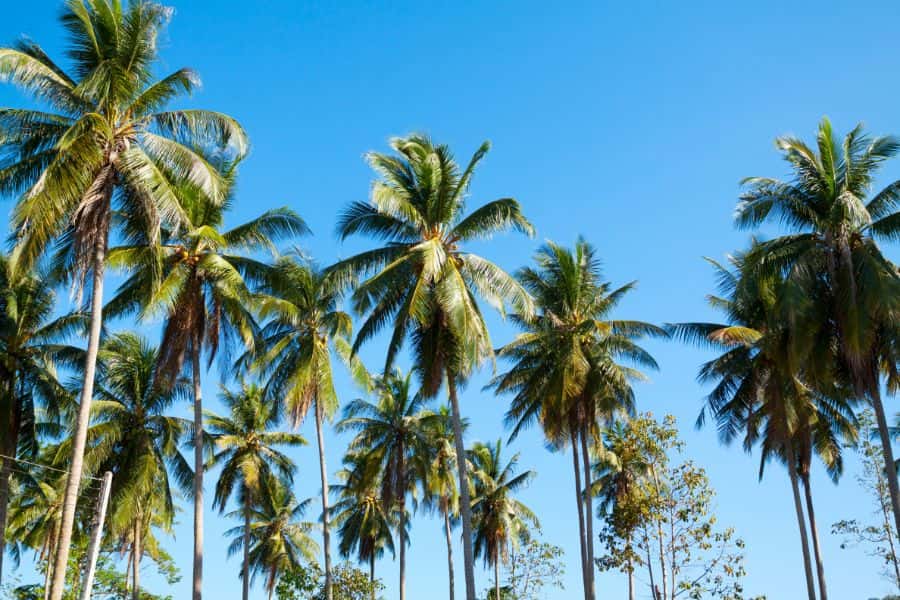 are-palm-trees-native-to-california