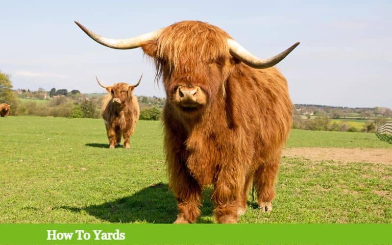 How Much Land Does a Highland Cow Need